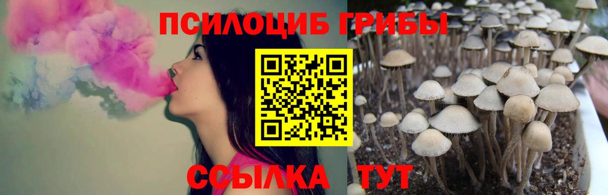 Славянск-на-Кубани  Псилоцибиновые грибы GOLDEN TEACHER  Вход с VPN  Псилоцибиновые грибы Cubensis 